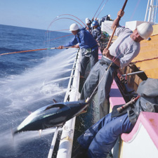 かつお一本釣り